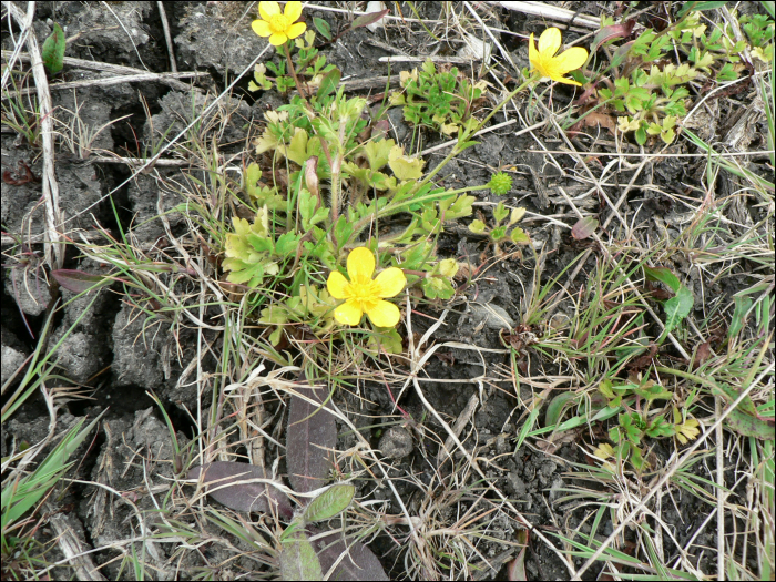 Ranunculus bulbosus L