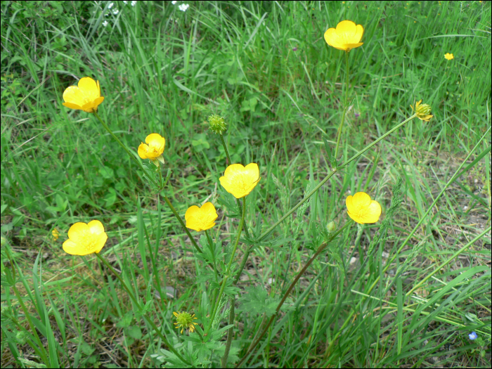 Ranunculus bulbosus L