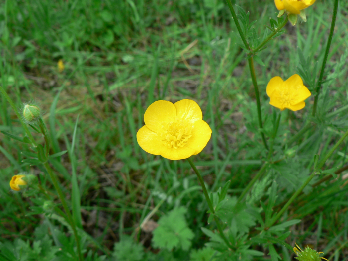 Ranunculus bulbosus L