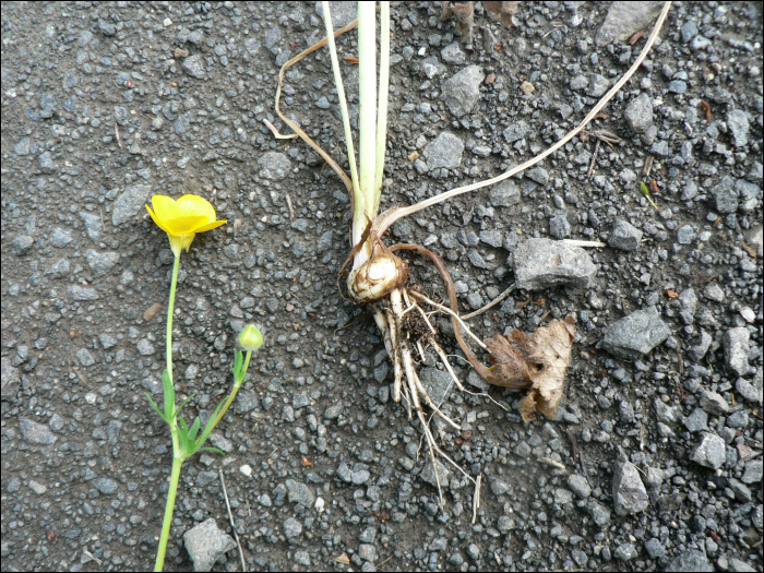 Ranunculus bulbosus L