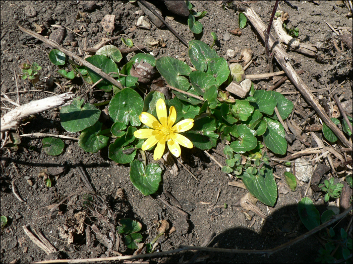 Ranunculus ficaria L. (=Ficaria ranunculoïdes)