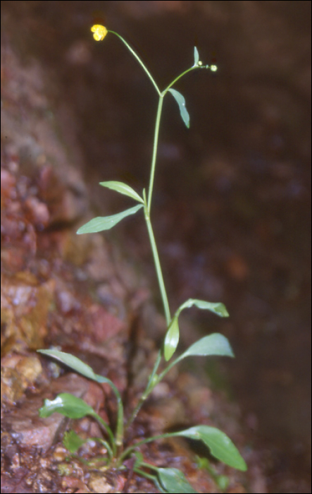 Ranunculus flammula L.