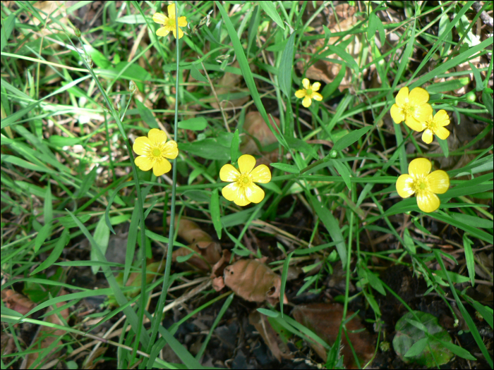 Ranunculus flammula L.