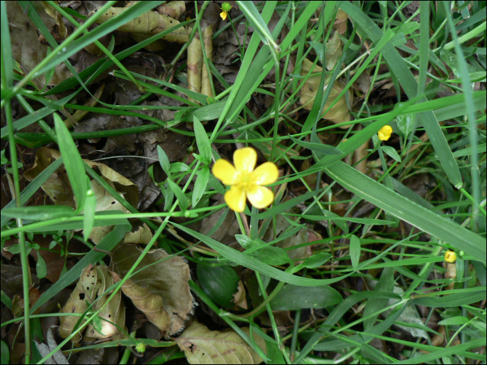 Ranunculus flammula L.