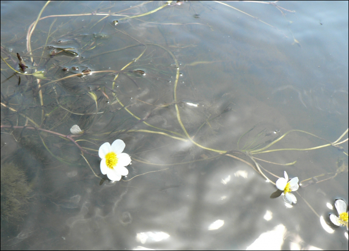 Ranunculus fluitans Lanck