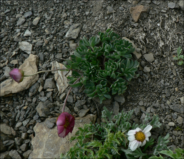 Ranunculus glacialis L.