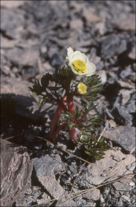 Ranunculus glacialis L.