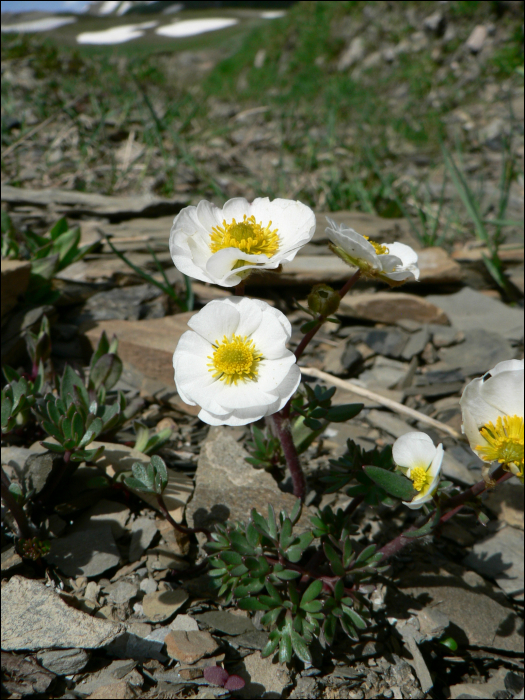 Ranunculus glacialis L.