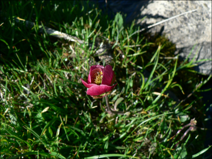 Ranunculus glacialis L.