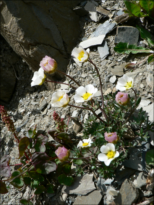 Ranunculus glacialis L.