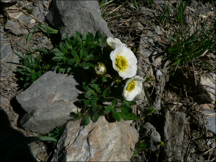 Ranunculus glacialis L.