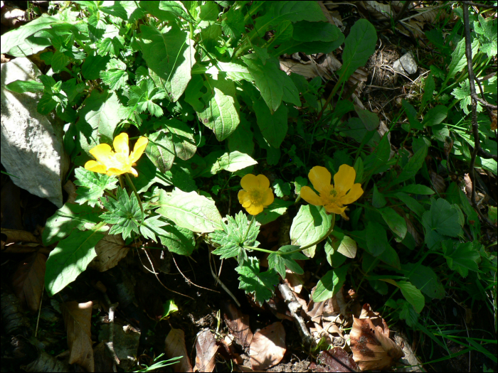 Ranunculus gouanii