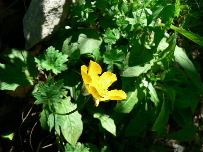 Ranunculus gouanii