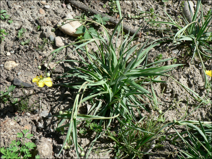 Ranunculus gramineus