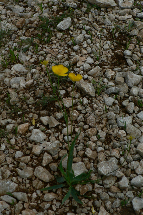 Ranunculus gramineus