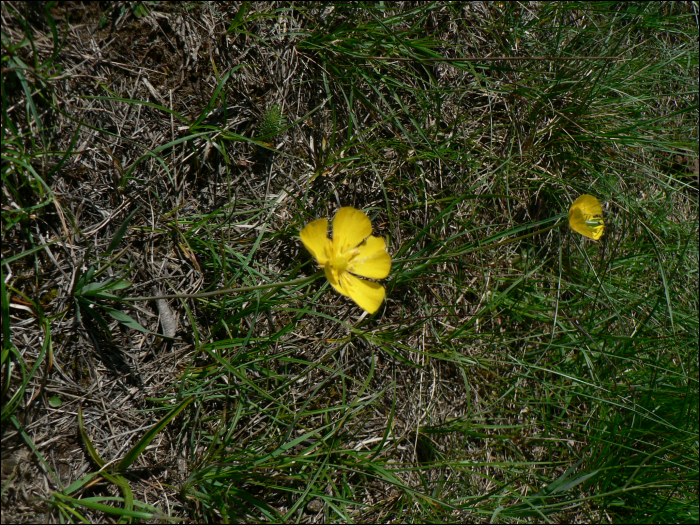 Ranunculus gramineus