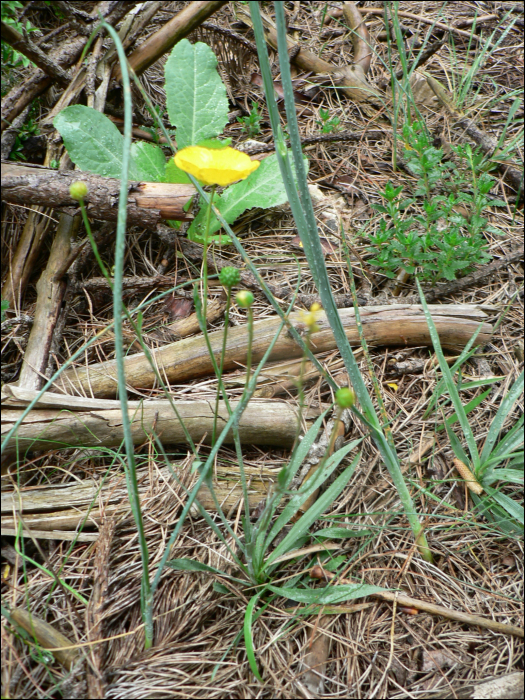 Ranunculus gramineus