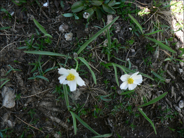 Ranunculus kuepferi