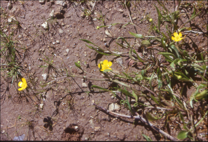 Ranunculus lingua