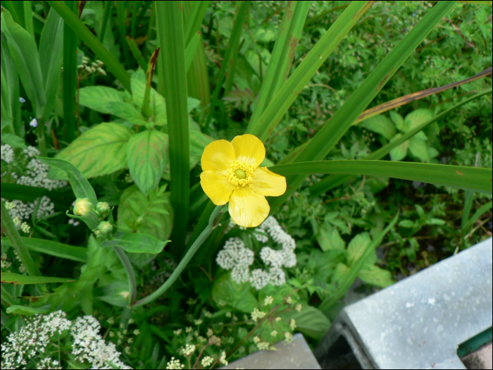 Ranunculus lingua