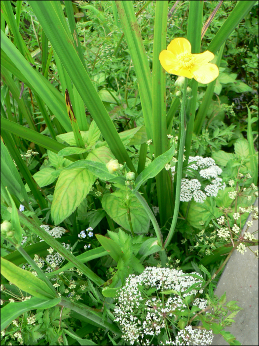 Ranunculus lingua