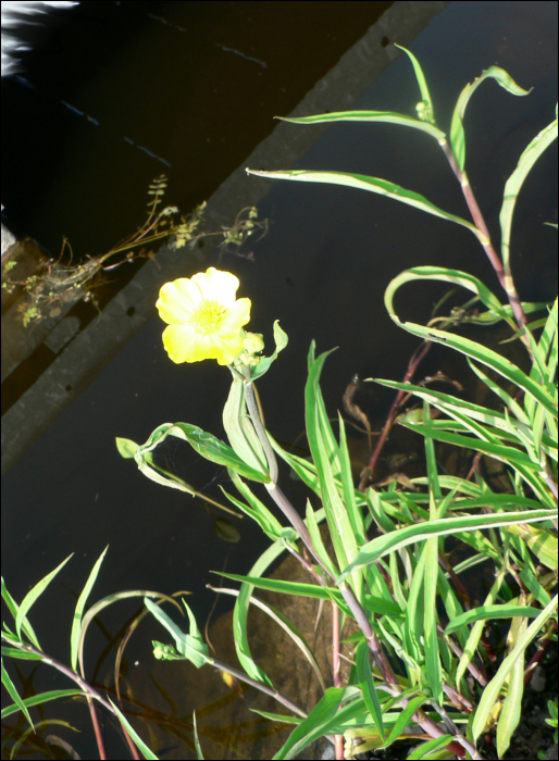 Ranunculus lingua