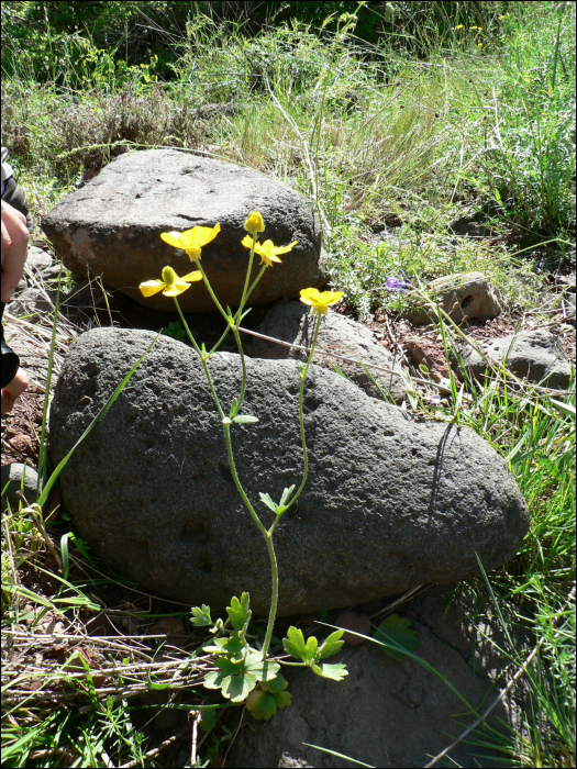 Ranunculus monspeliacus