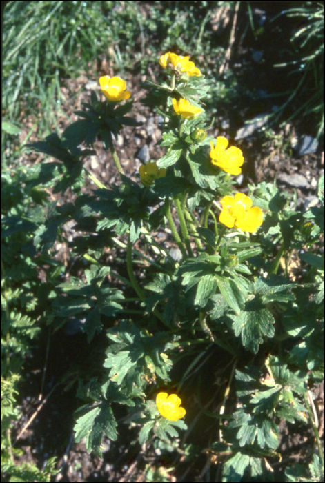 Ranunculus montanus Willd