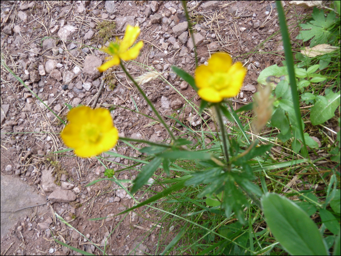 Ranunculus montanus Willd