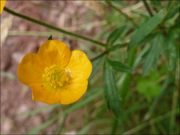 Ranunculus montanus Willd