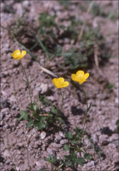 Ranunculus montanus Willd