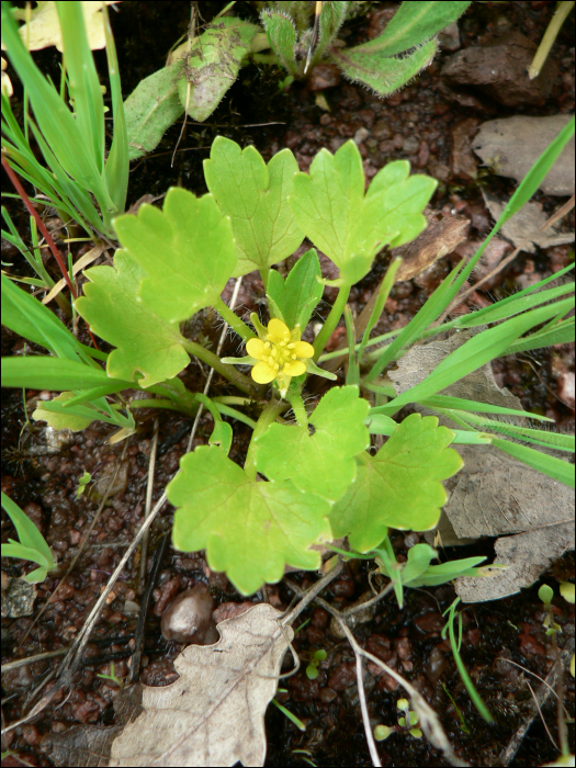 Ranunculus muricatus