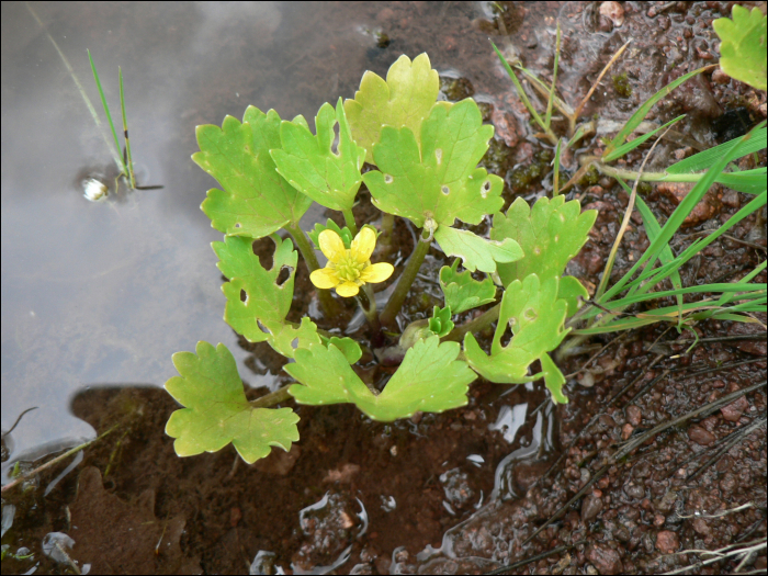 Ranunculus muricatus