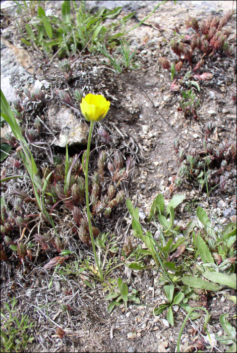 Ranunculus paludosus