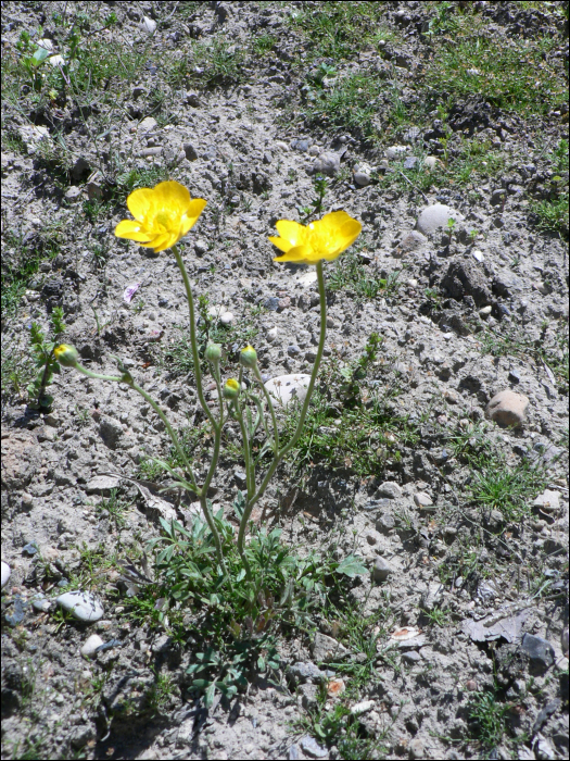 Ranunculus paludosus