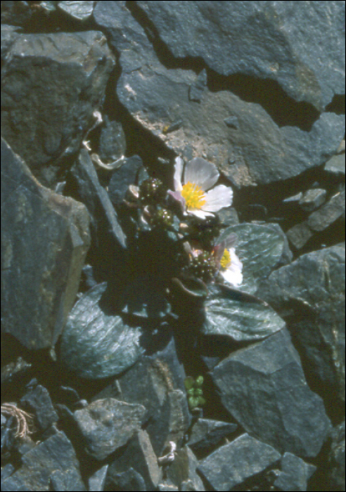 Ranunculus parnassifolius L.