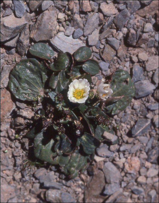 Ranunculus parnassifolius L.