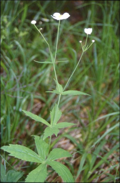 Ranunculus platanifolius L.