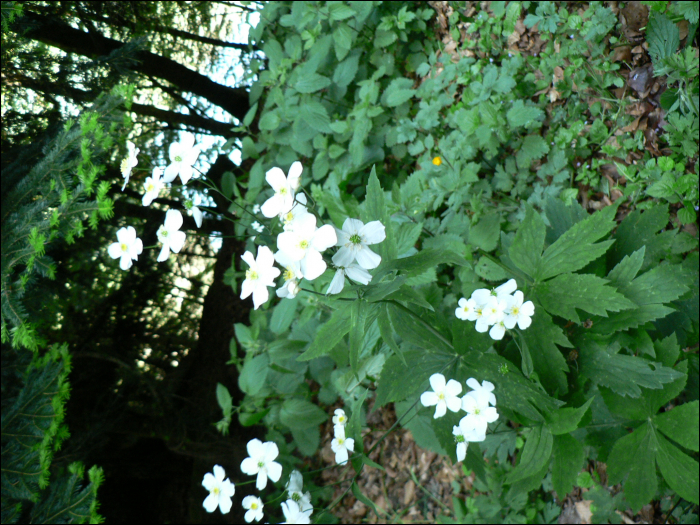 Ranunculus platanifolius L.