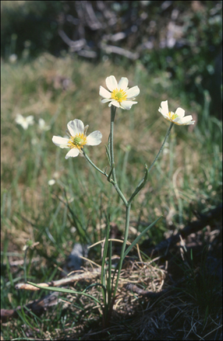 Ranunculus pyrenaeus L.