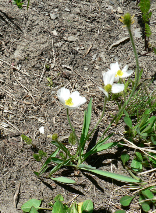 Ranunculus pyrenaeus L.