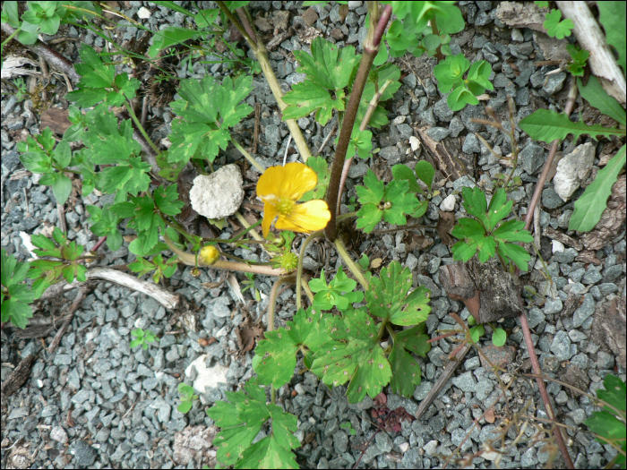 Ranunculus repens L