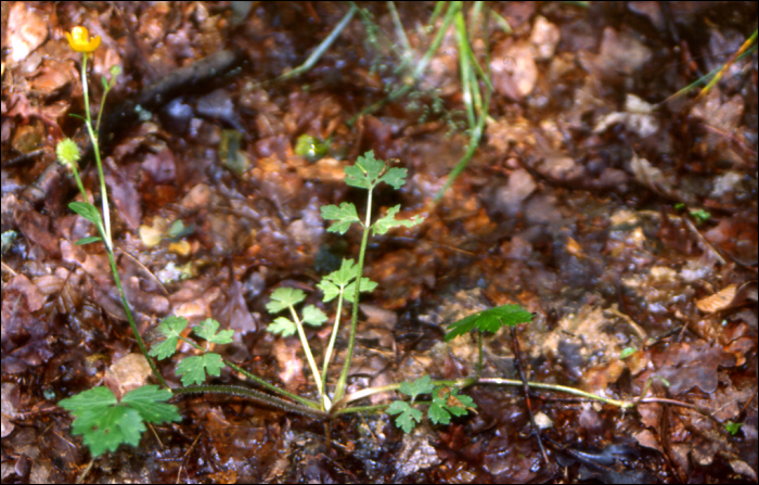 Ranunculus repens L