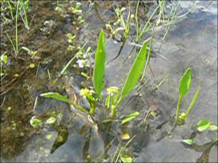 Ranunculus revelieri (=R. ophioglossifolius)