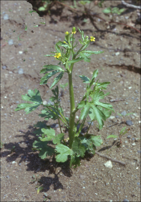 Ranunculus sceleratus L.