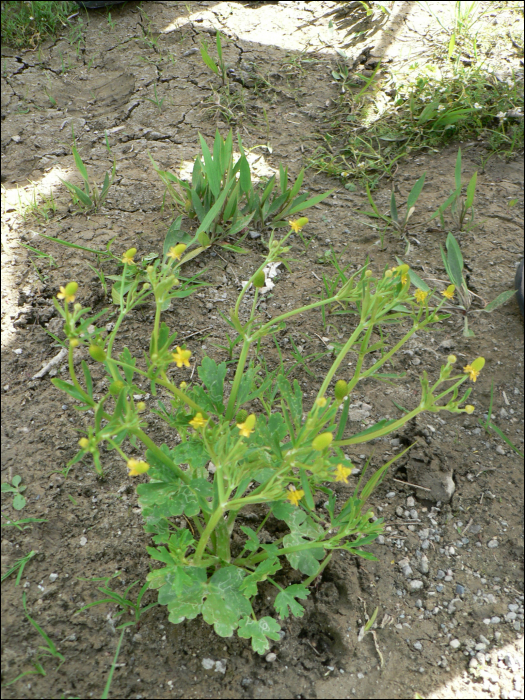 Ranunculus sceleratus L.