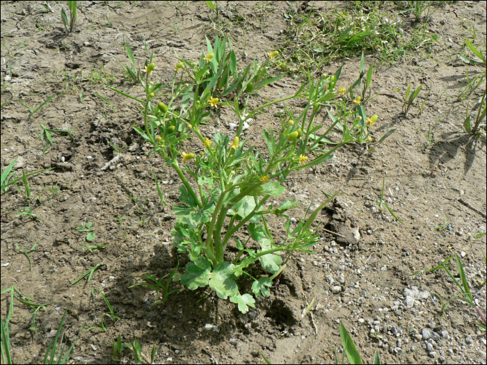 Ranunculus sceleratus L.