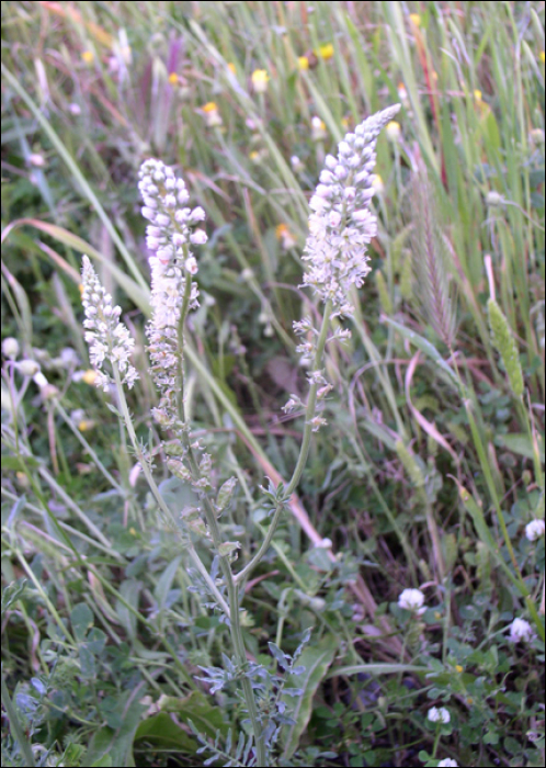 Reseda alba L.