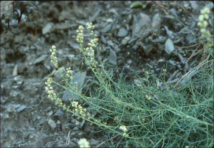 Reseda glauca L.