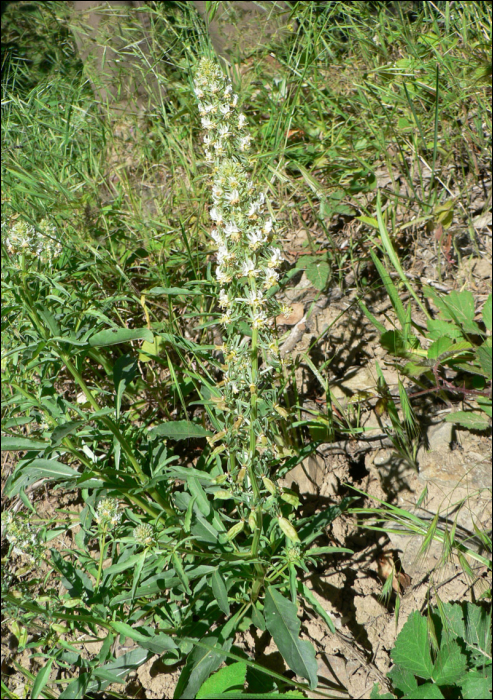 Reseda jacquinii Reichb